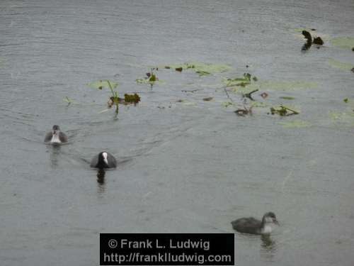 Coots